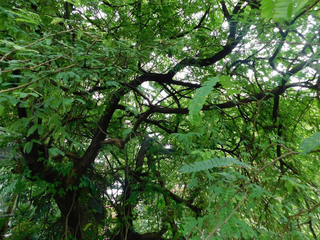 Green Woods Bethlehem Kochi Ngoại thất bức ảnh